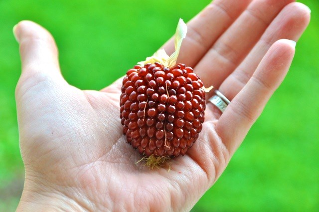 Giống[-]ngô[-]có[-]hình[-]dáng[-]giống[-]hệt[-]trái[-]dâu[-]tây